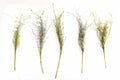 Cream Wild Flower Bunch