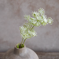 Elderflower Stem