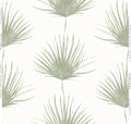 Fan Palm Wallpaper