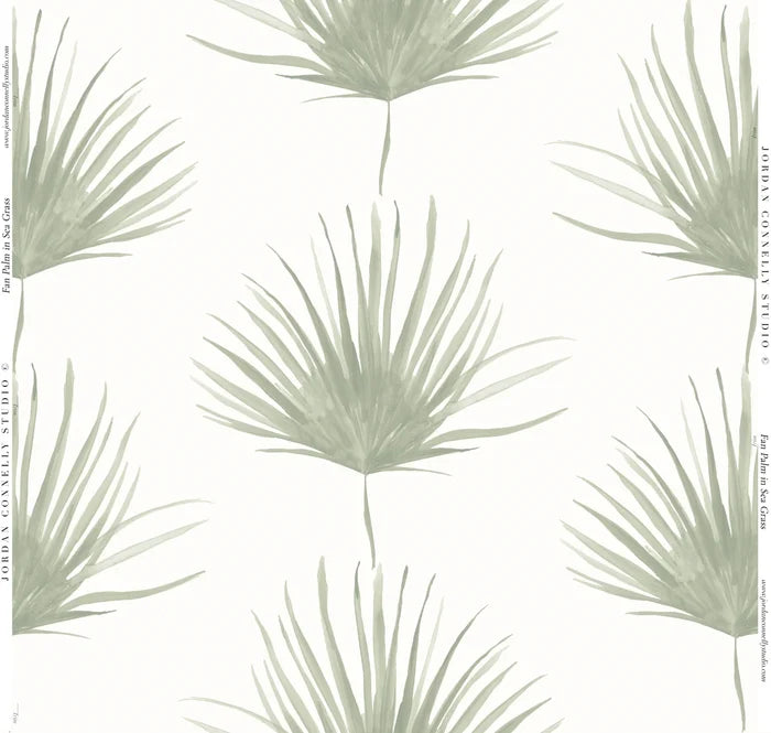 Fan Palm Wallpaper