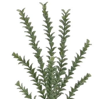 Jade Pick