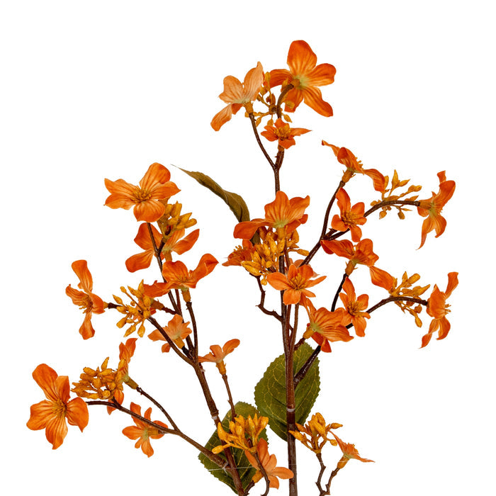Orange Vernicia Fordii Spray