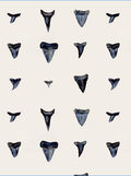 Shark Tooth in Pattern PRINT
