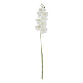 Tall White Butterfly Orchid Stem