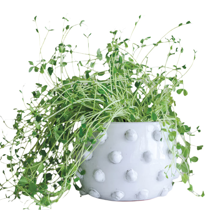 White Dot Planter
